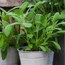 Kräuterpflanze Vital Salbei Evita, im ca. 12 cm-Topf | #4