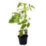 Tomatenpflanze Fleischtomate Corazon, verdelt | #4