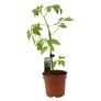 Tomaten-Kartoffelpflanze TomTato, veredelt, im ca. 12 cm-Topf | #4