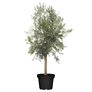 Oliven-Baum XXL, im ca. 55 cm-Topf | #4