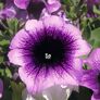 Sommerblumen-Set Bunte Riesen-Petunien AlpeTunia®,  pink-violett-weiß | #4