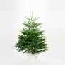 Weihnachtsbaum Nordmanntanne 100-150 cm, frisch geschlagen | #4