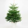Weihnachtsbaum Nordmanntanne 175-200 cm, frisch geschlagen | #4