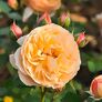 Essbare Culinaric Rose, orange-rosé, im ca. 22 cm-Topf | #4