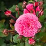 Essbare Culinaric Rose, rosa-apricot, im ca. 22 cm-Topf | #4