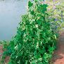 Gurkenpflanze Mexikanische Minigurke, im 11 cm-Topf | #4