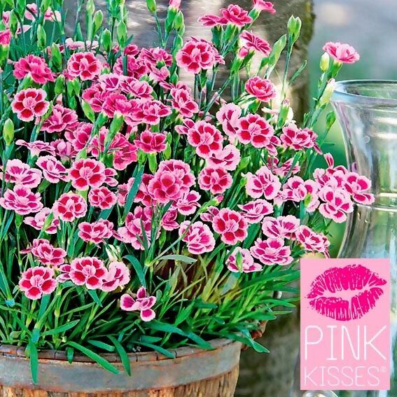 3x Pink Kisses® Dianthus Blume Dekoration Pink Garten-Nelken Winterhart 10,5cm 