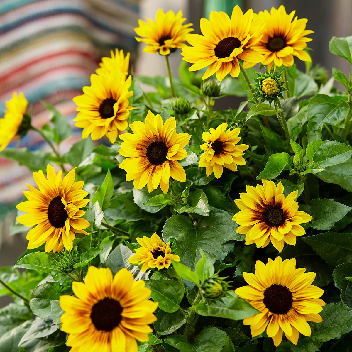 Premium Sonnenblume SunBelievable™ XL, im 17cm-Topf online kaufen bei ...