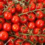 Tomatenpflanze Solena Sweet Red, veredelt | #5