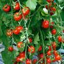 Tomatensamen Gardeners Delight | #5