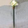 Kunstpflanze Amaryllis, weiß | #5