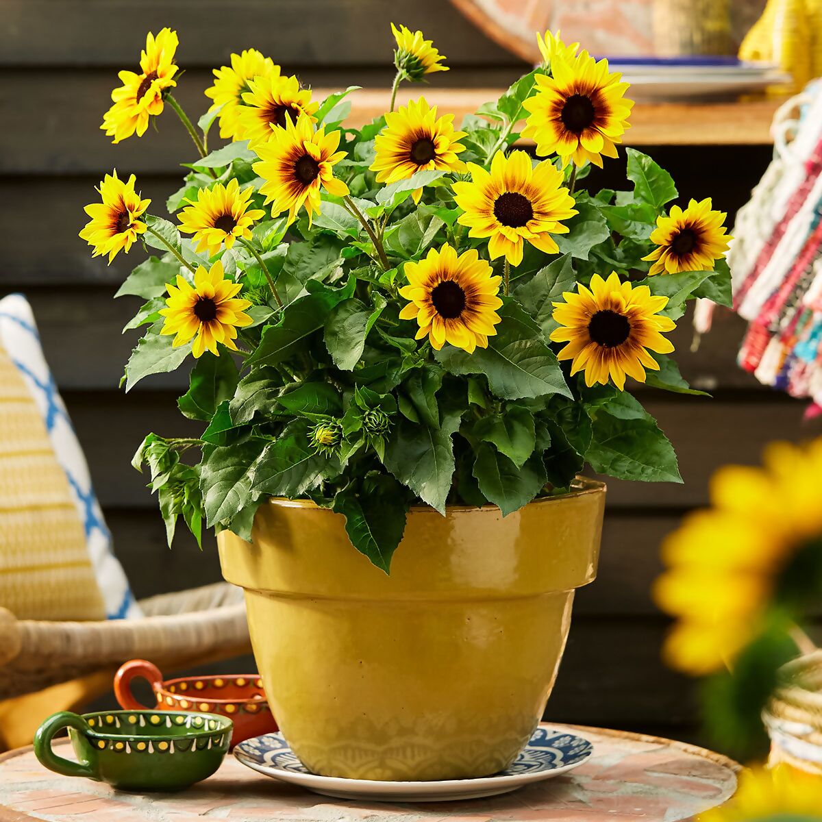Premium Sonnenblume SunBelievable™ online kaufen bei Gärtner Pötschke | Kunstblumen
