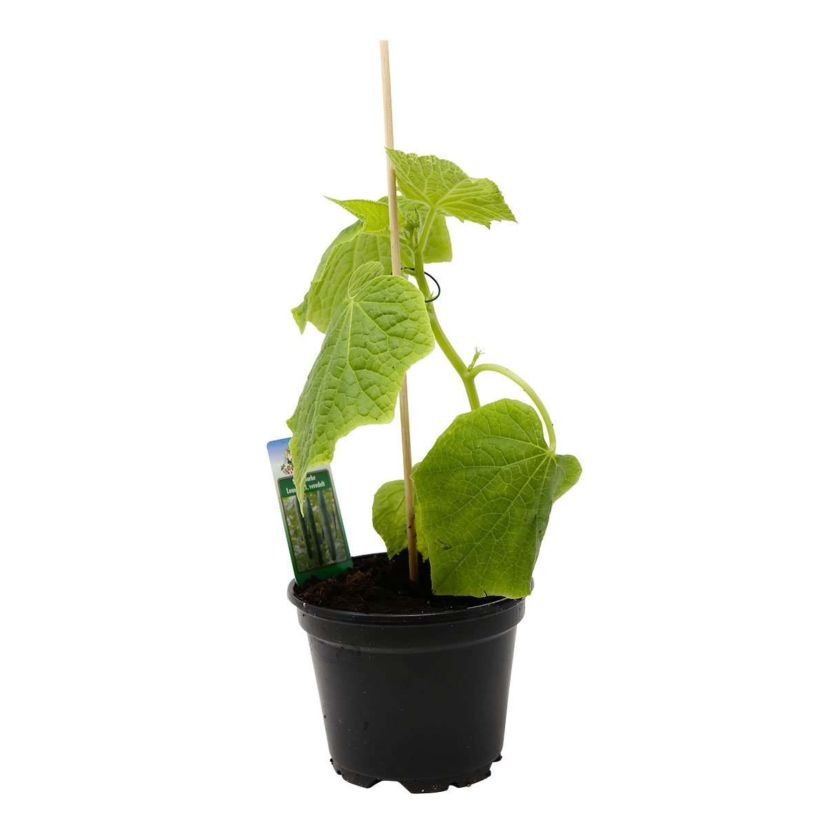 Gurkenpflanze Loustik, veredelt, im ca. 11 cm-Topf
| #6
