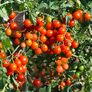 Tomatenpflanze Solena Sweet Red, veredelt, im ca. 12 cm-Topf | #6