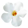 Weiße Schneeflockenblume | #6