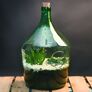 DIY Terrariumflasche mit Seitenöffnung, Komplettset, 3 Liter | #6