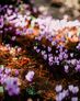 Floramour: Wildblumen | #6