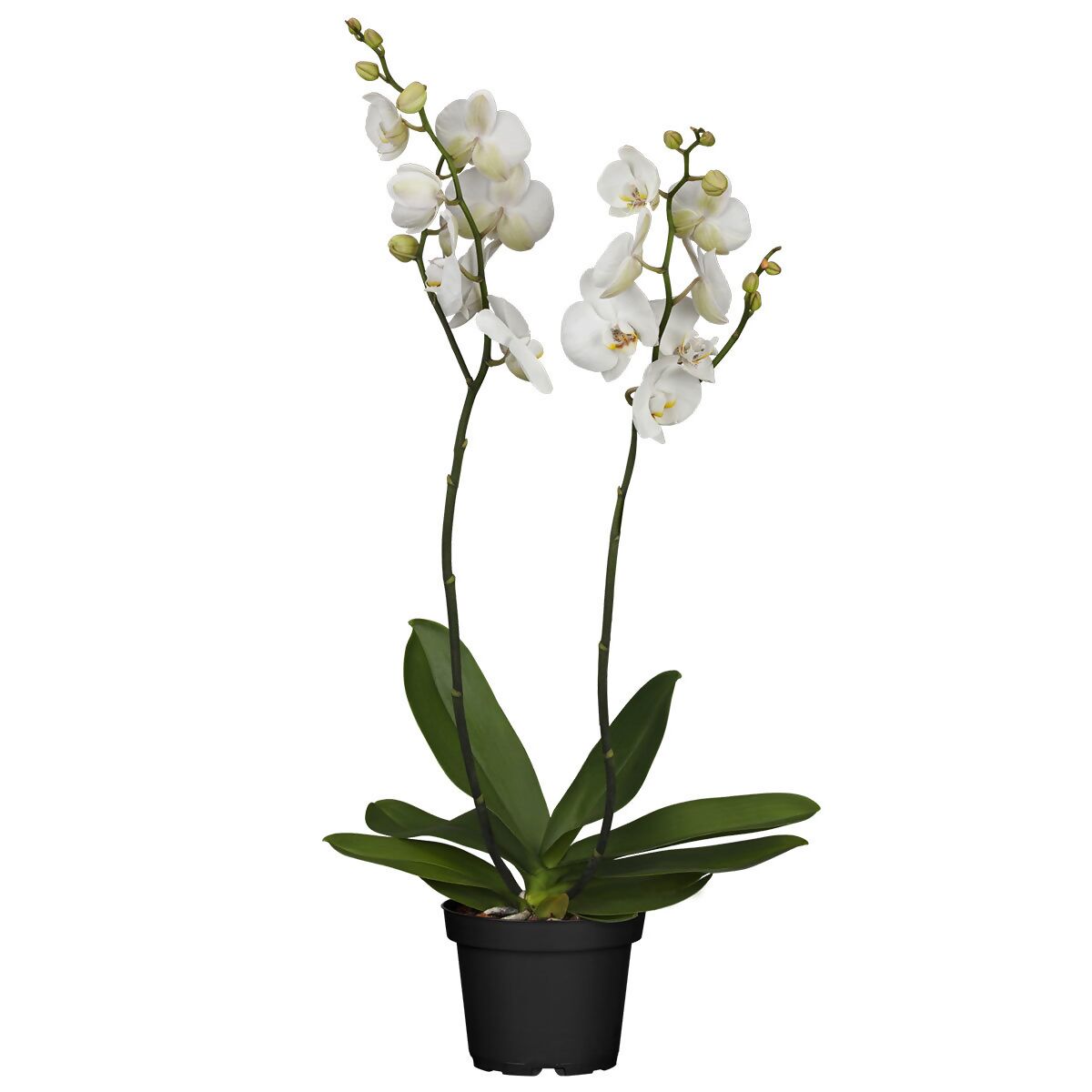 Grandiflora, 50-60 cm Gärtner ca. kaufen Pötschke online Schmetterlings-Orchidee Höhe bei