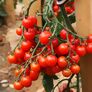 Tomatenpflanze Solena Sweet Red, veredelt, im ca. 12 cm-Topf | #7