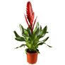 Rote Vriesea, im ca. 12 cm-Topf | #7