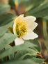 Floramour: Wildblumen | #7
