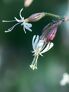 Floramour: Wildblumen | #8