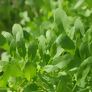Saatgut-Holzbox Salatvielfalt, 7 Saatgut-Sorten | #9