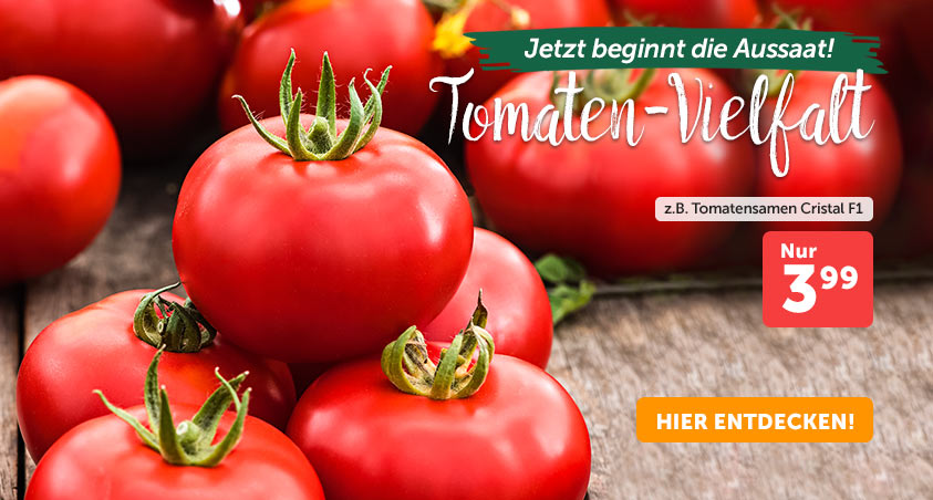 +++ (2) Tomaten-Vielfalt +++ - 3
