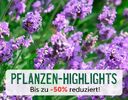 + (1) Pflanzen-Highlights + - 4
