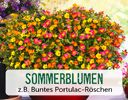 + (2) Sommerblumen + - 4