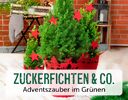 + (2) Zuckerfichten & Co. + - 4