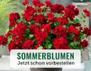 + (2) Sommerblumen + - 4