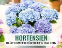 + (2) Hortensien + - 4