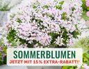 + (1) Sommerblumen + - 4