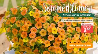 +++ (2) Sommerblumen +++ - 3