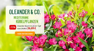 +++ (2) Oleander +++ - 3