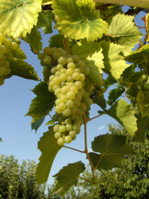 Gelbe Weintrauben an einer Weinrebe